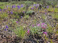 Flowers in backyard of cabin which opens to a view of a part of the valley