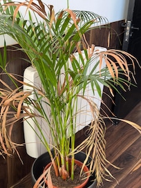 Dying plant in living room