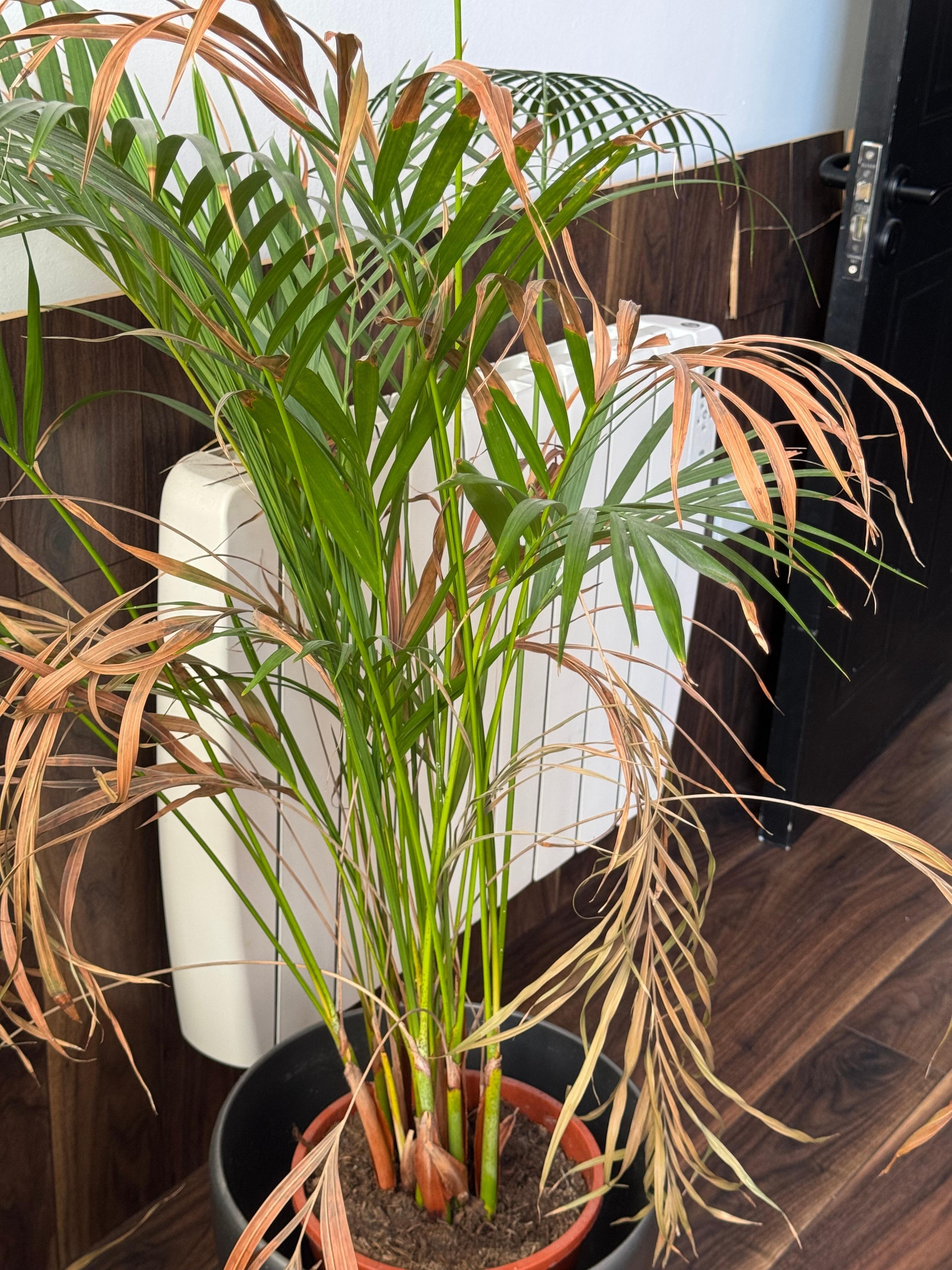 Dying plant in living room