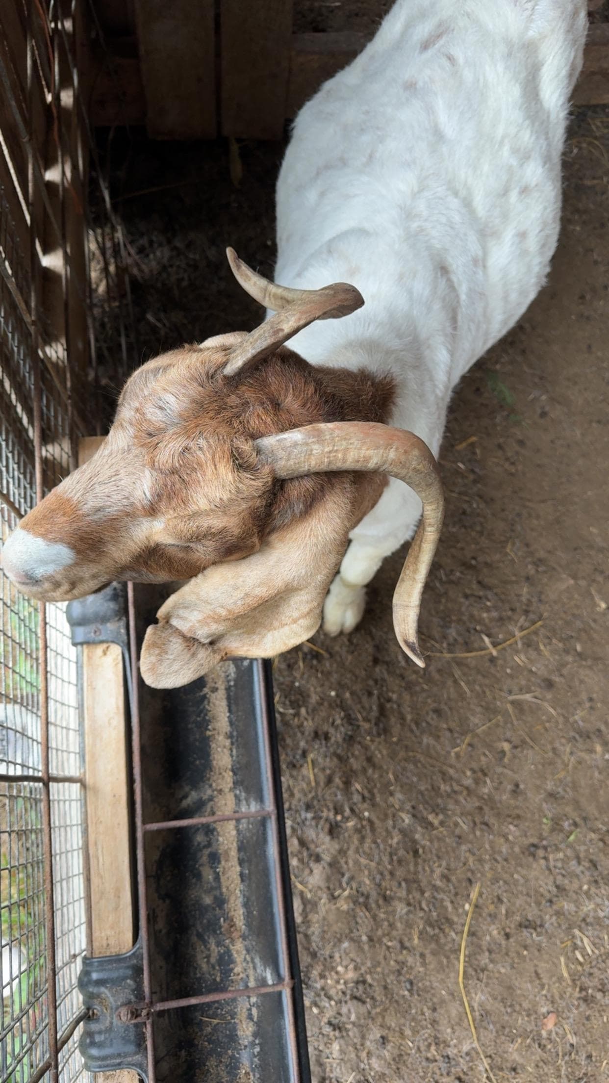 The goats were an added fun bonus to the stay. 