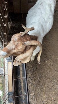 The goats were an added fun bonus to the stay.