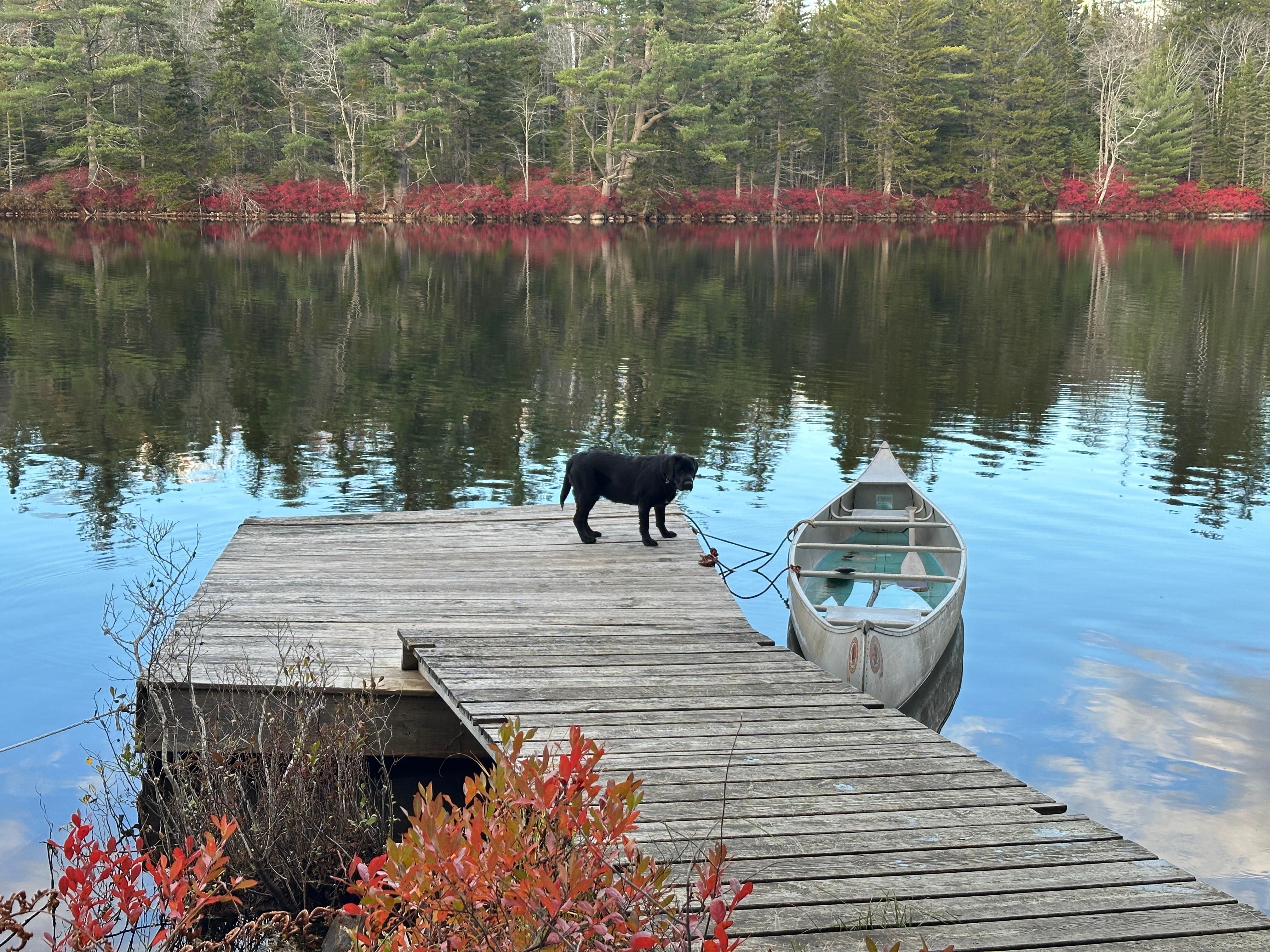 Our puppy"Lily" checking out the
canoe