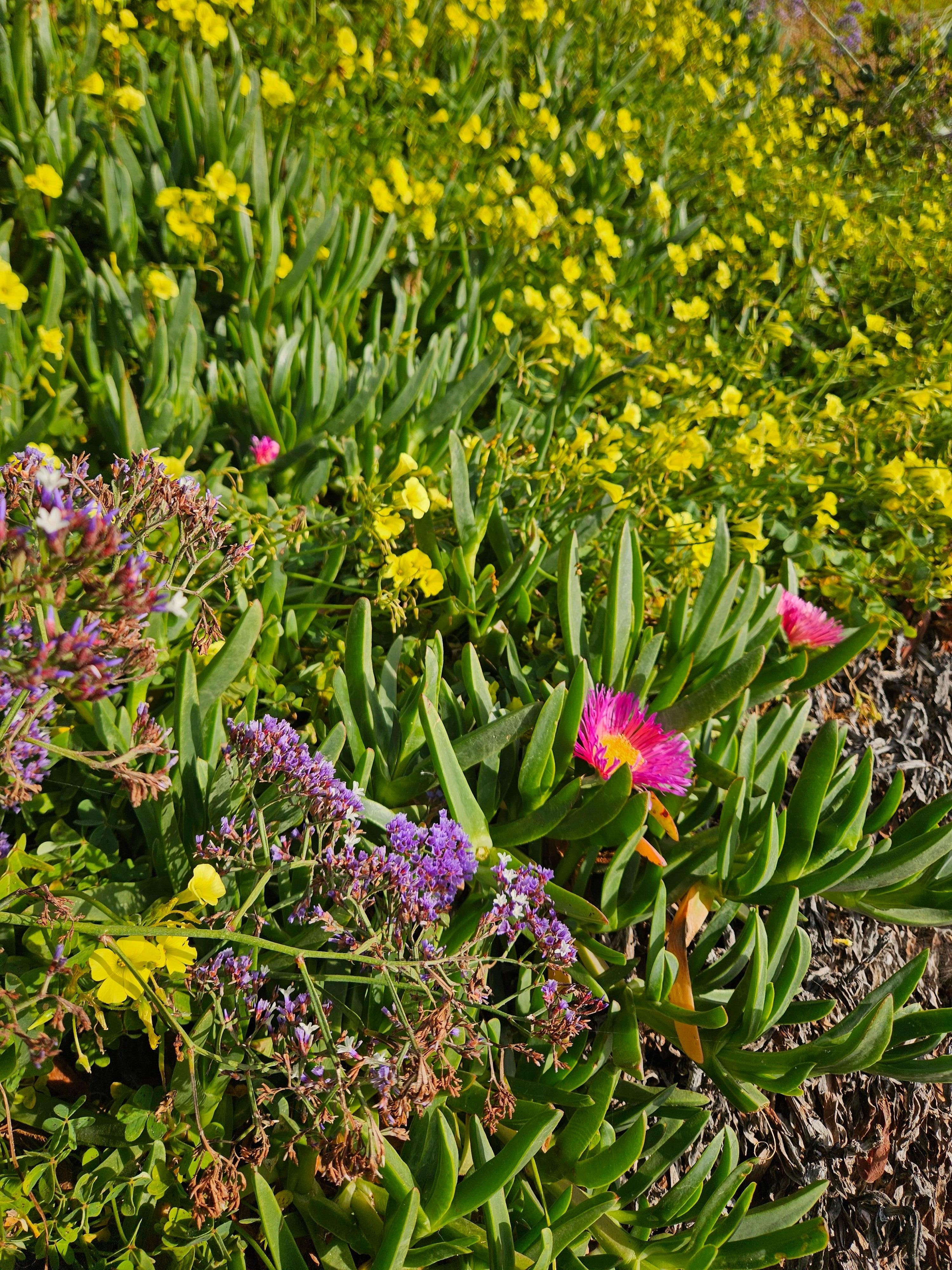 Wildflowers along the short walk to the beach. 