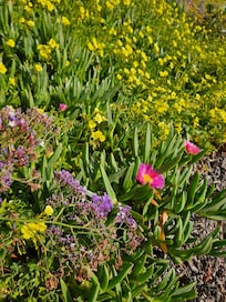 Wildflowers along the short walk to the beach.