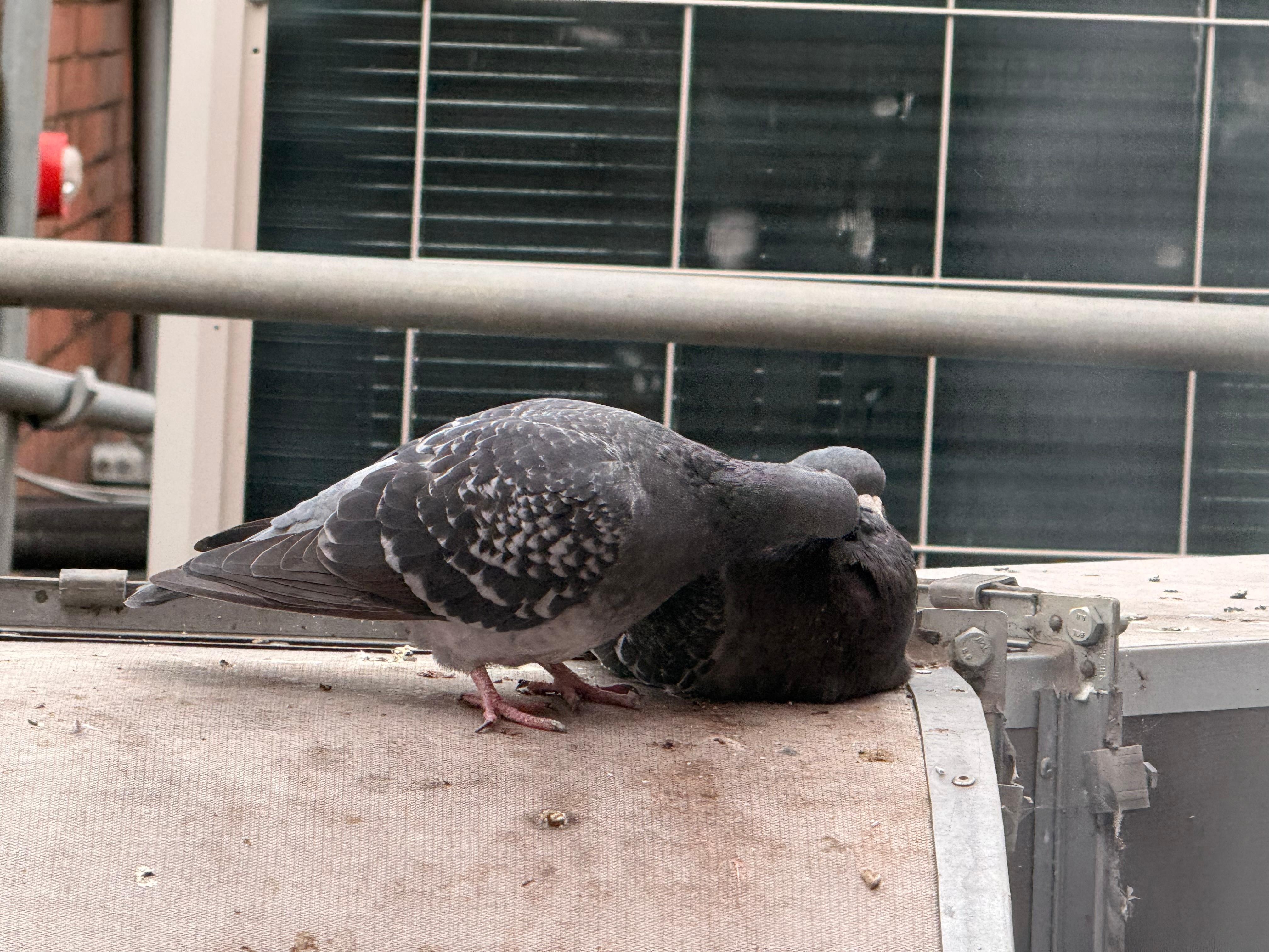 Lovers outside the window 👍