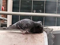 Lovers outside the window 👍