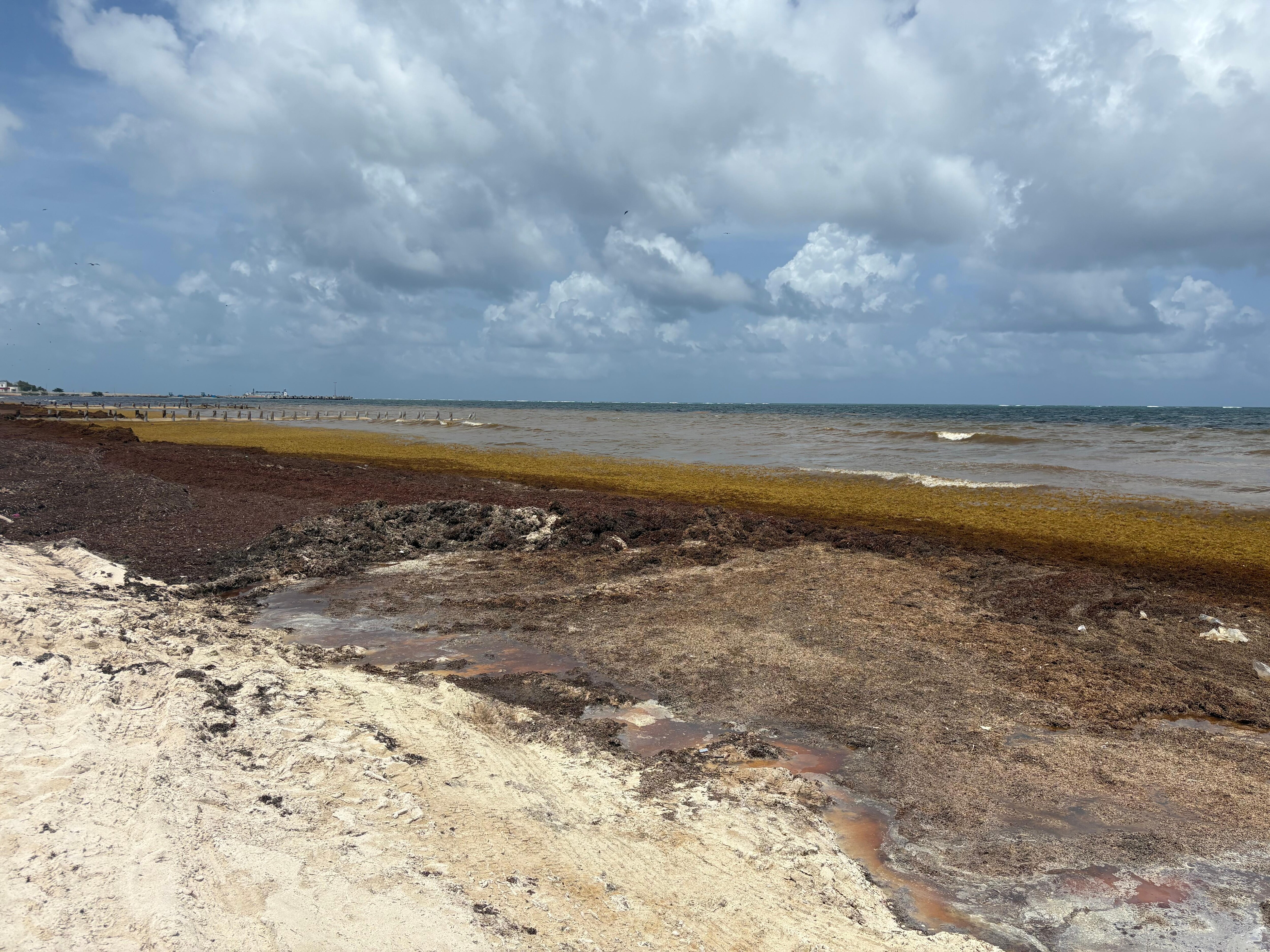 This is beach completely covered in sargassum. 