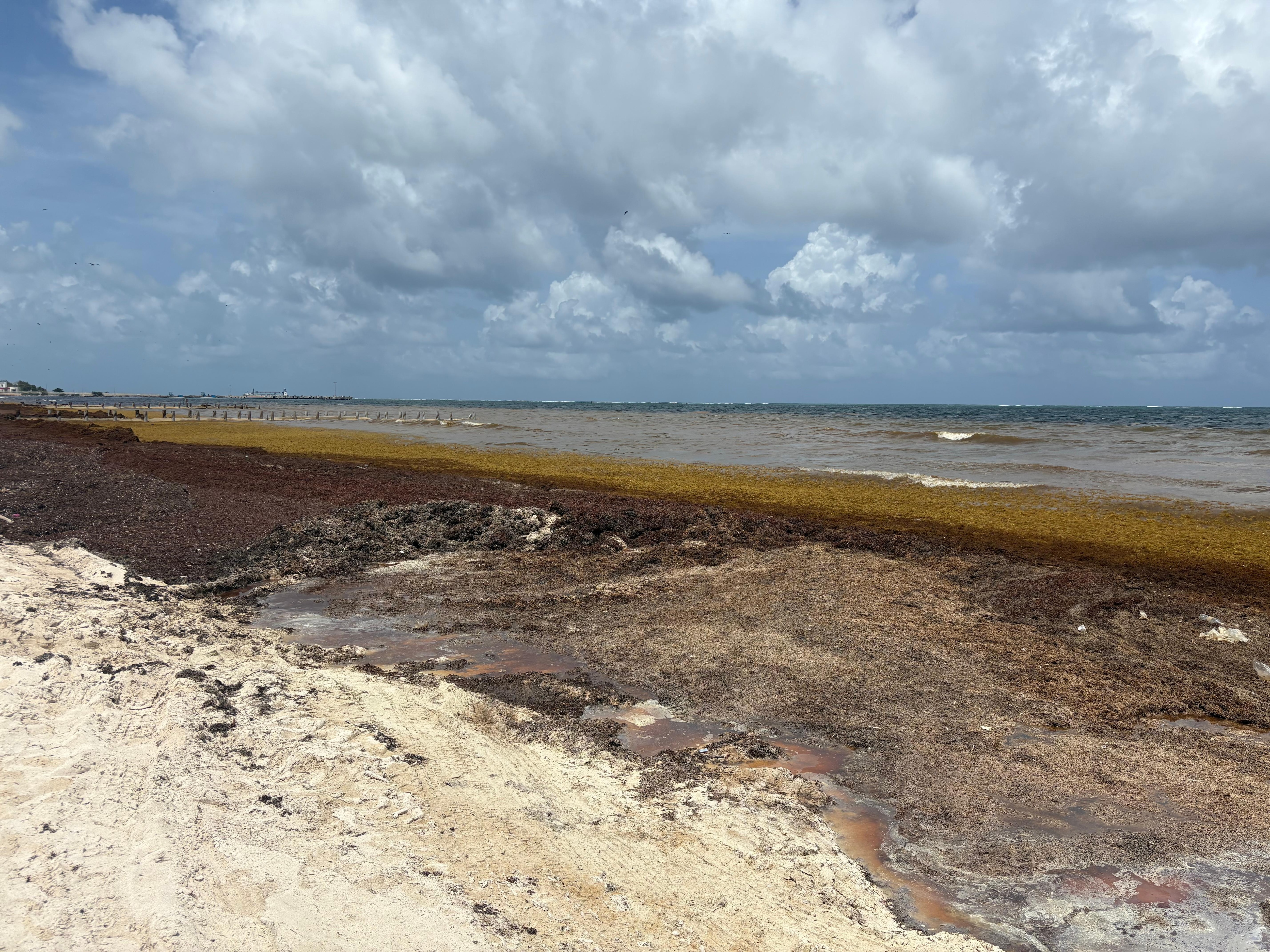 This is beach completely covered in sargassum.