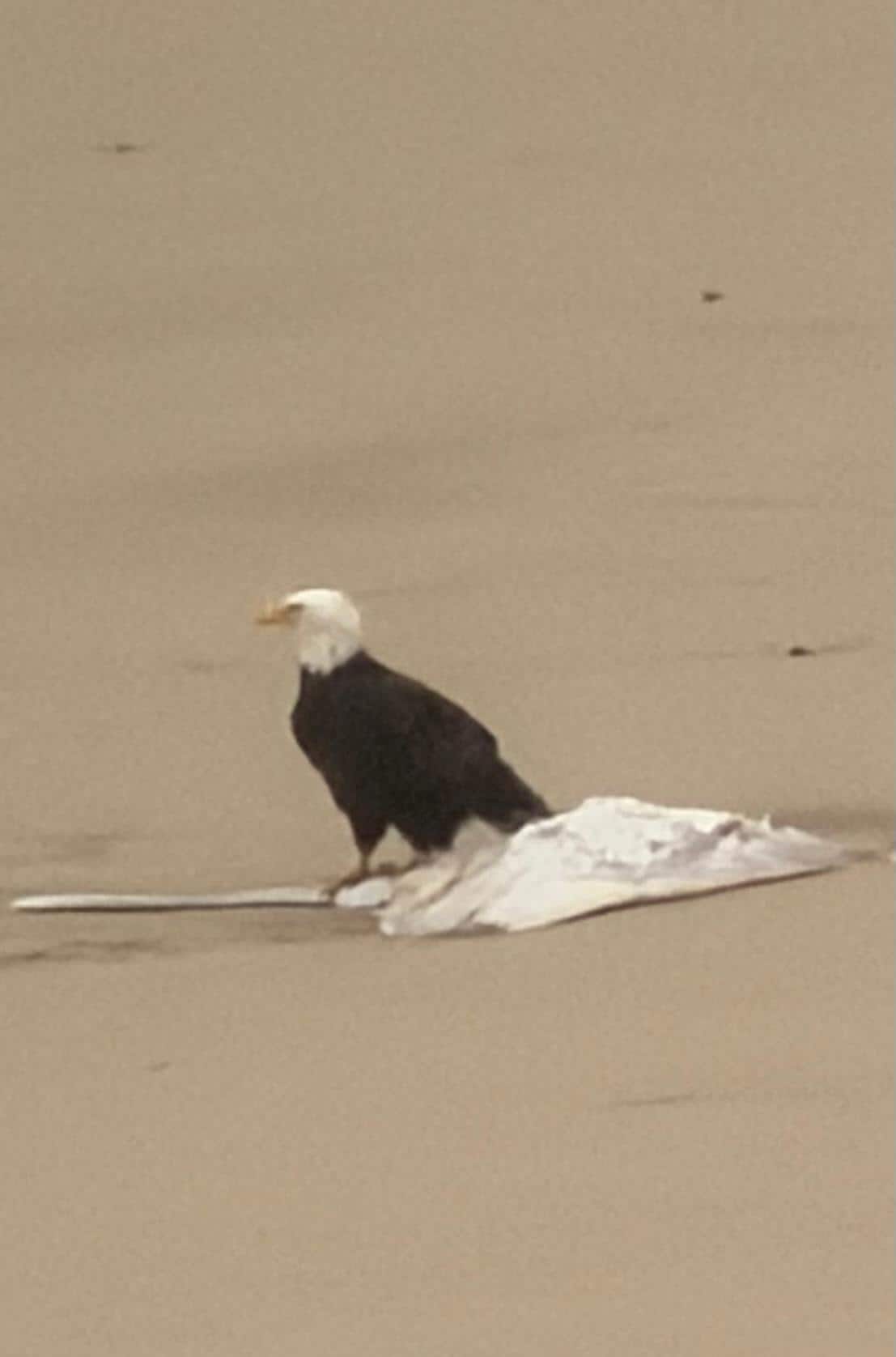 An eagle landed on a stingray 