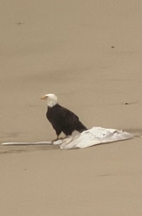 An eagle landed on a stingray