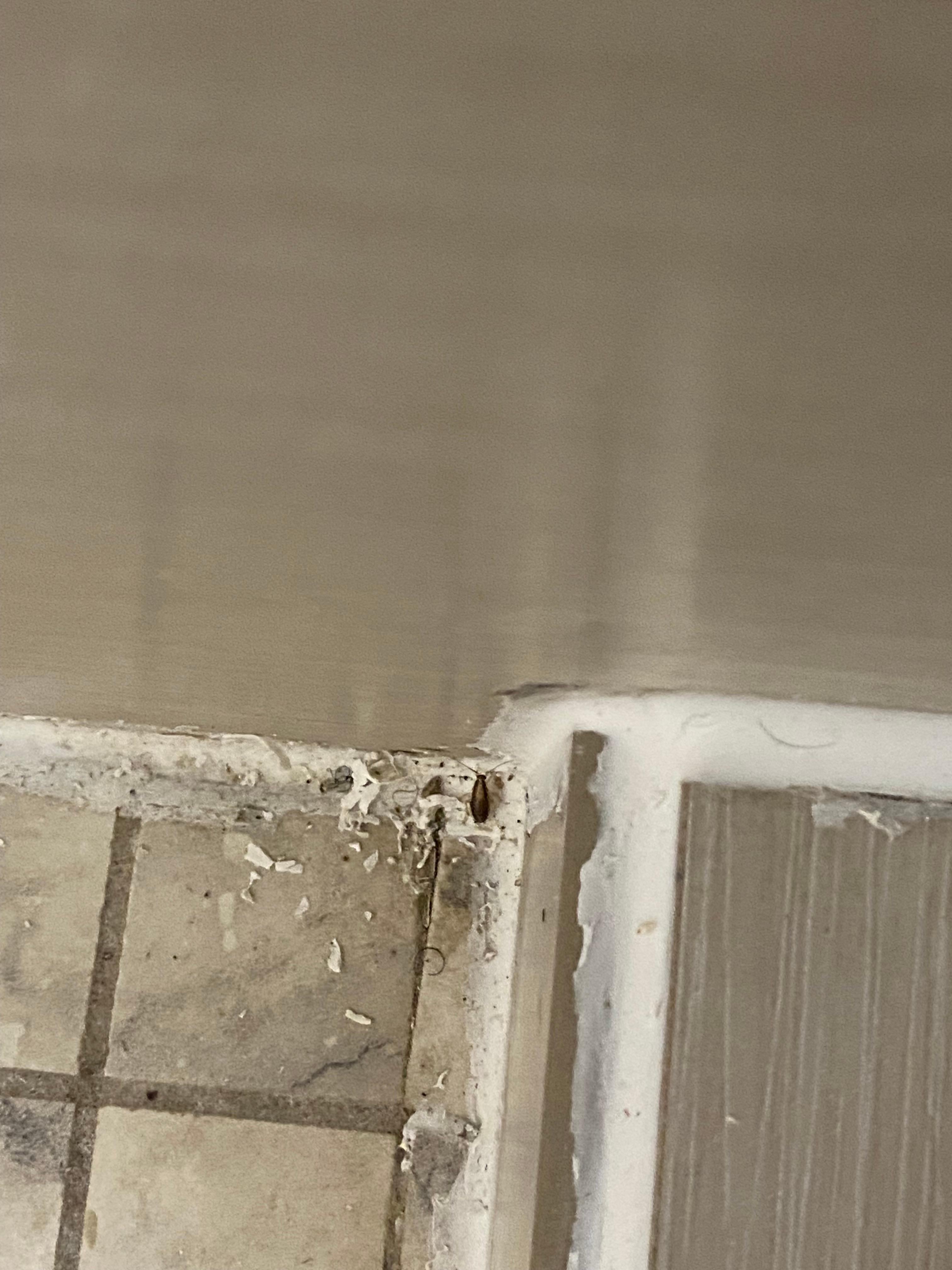 The lone roach I captured in the corner of the shower after they attempted to scatter once I turned the bathroom light on. 