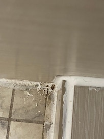 The lone roach I captured in the corner of the shower after they attempted to scatter once I turned the bathroom light on.