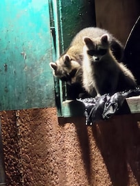 Raccoon in dumpster
