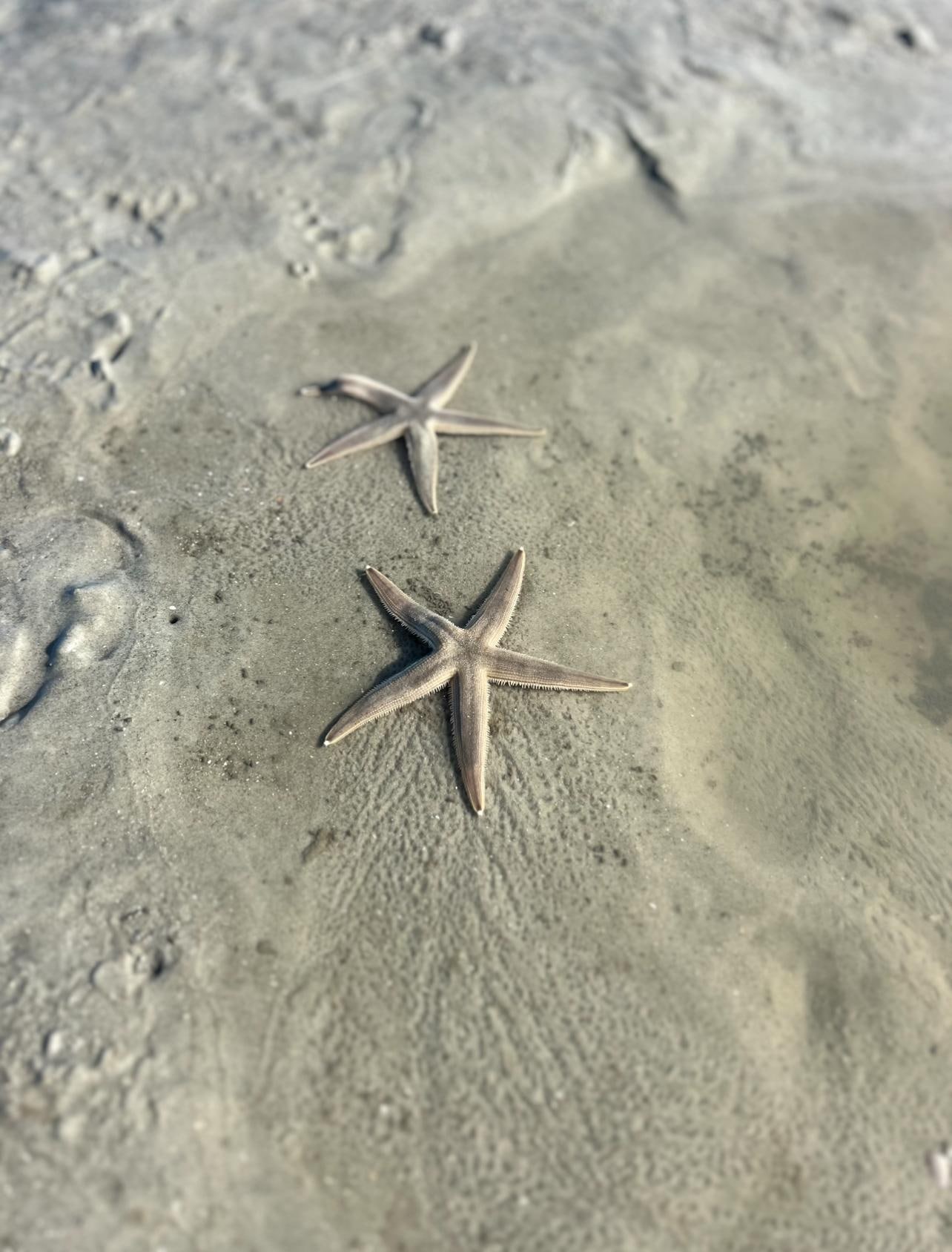 Starfish