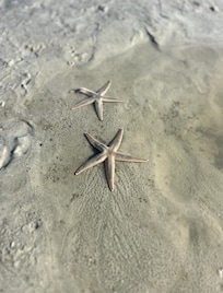 Starfish