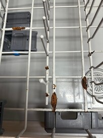 Rusted area in dishwasher