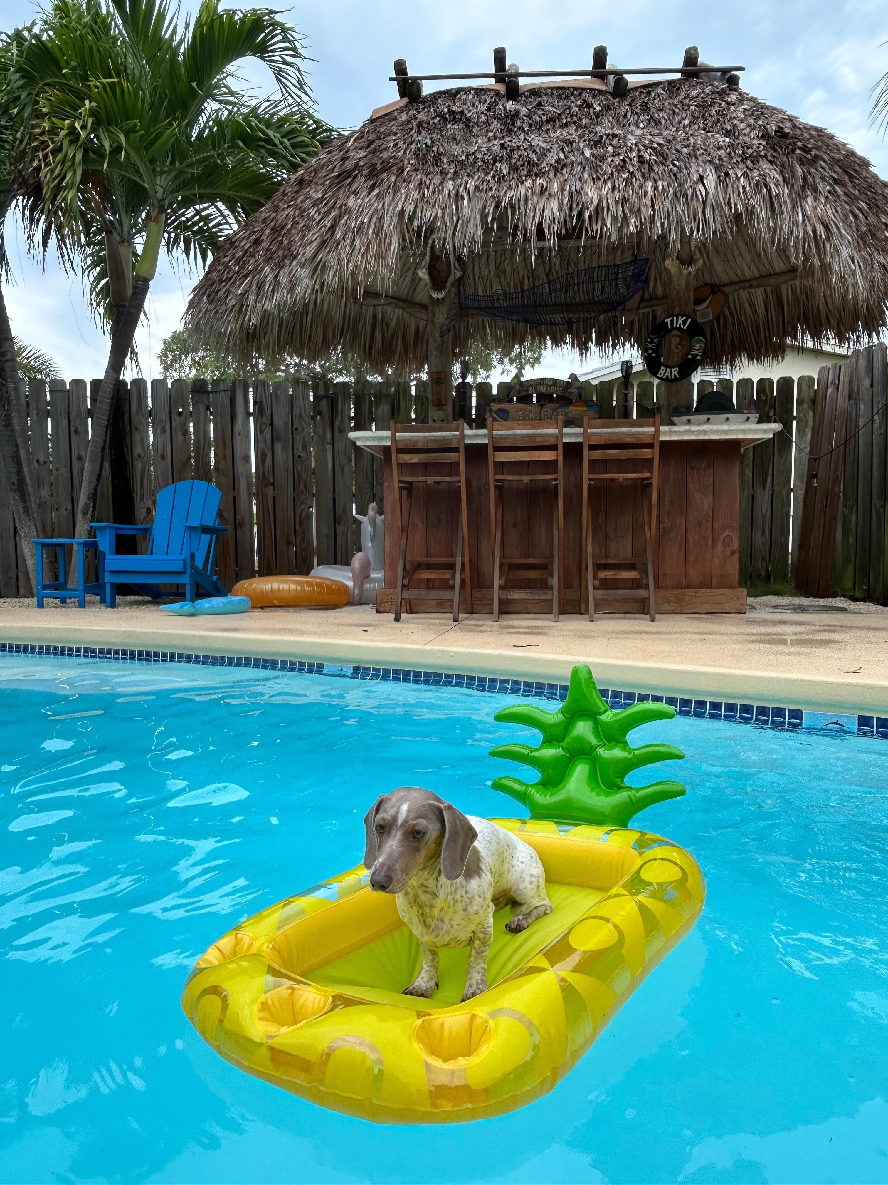 Simba enjoying the pool
