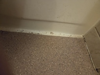 Mold in bathroom