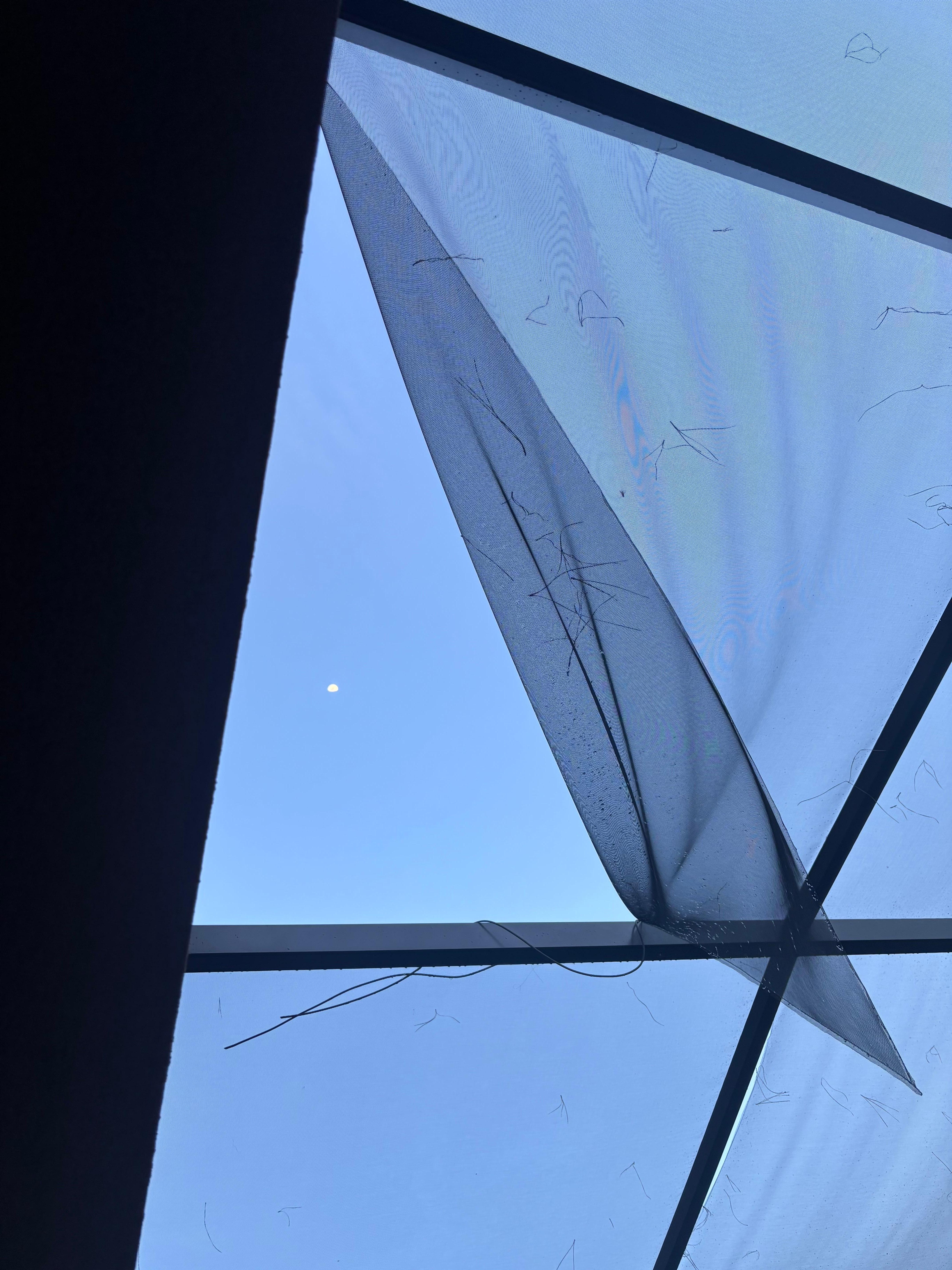 Pool screen for bugs