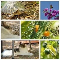 Impressionen aus dem Garten