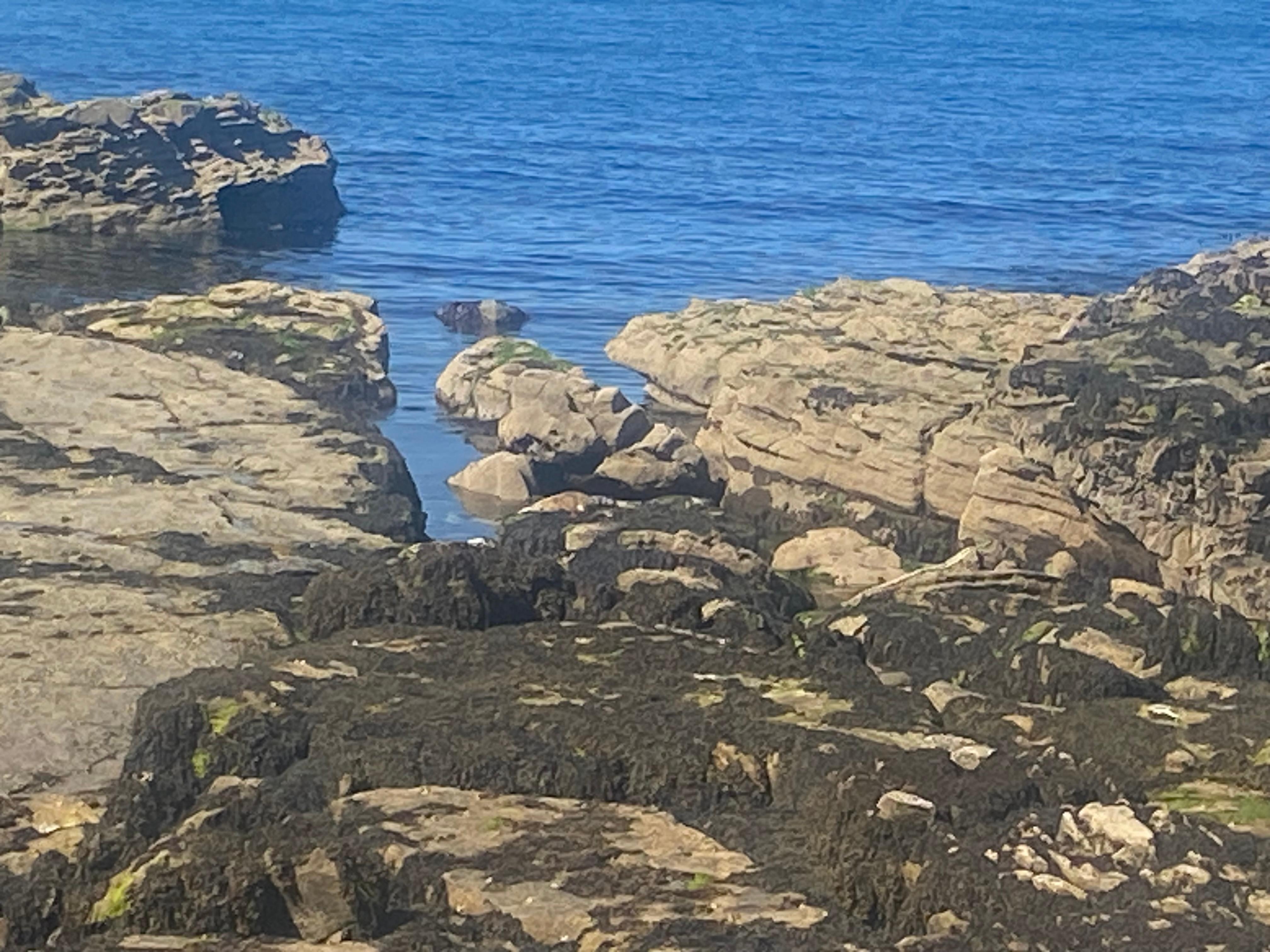 Seal at St Mary’s lighthouse, disguised as a rock