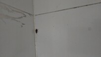 Live BUG