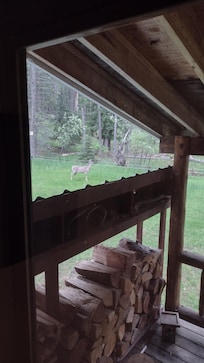 White-tailed deer coming through the yard.