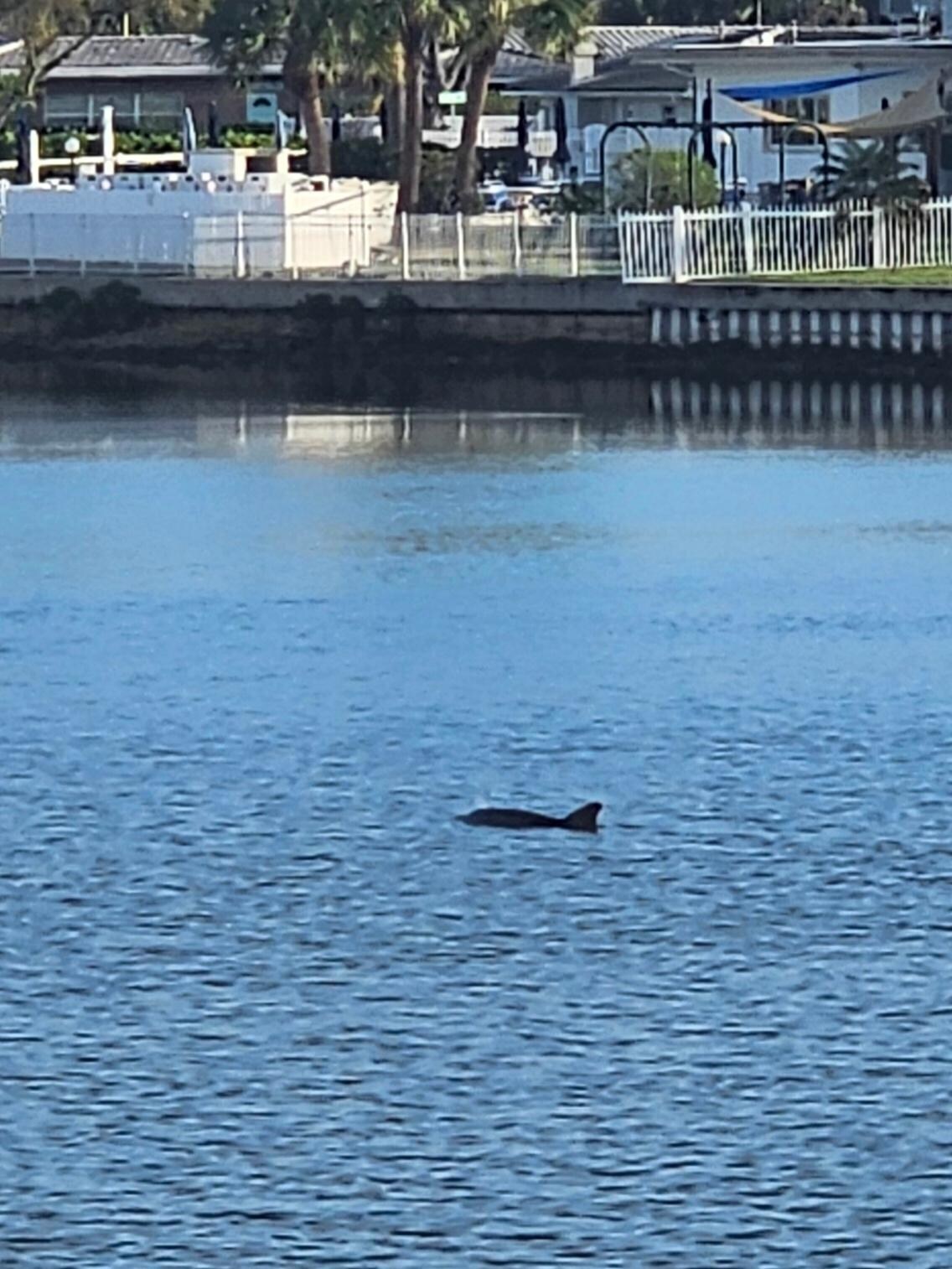 Watching the dolphins from the balcony