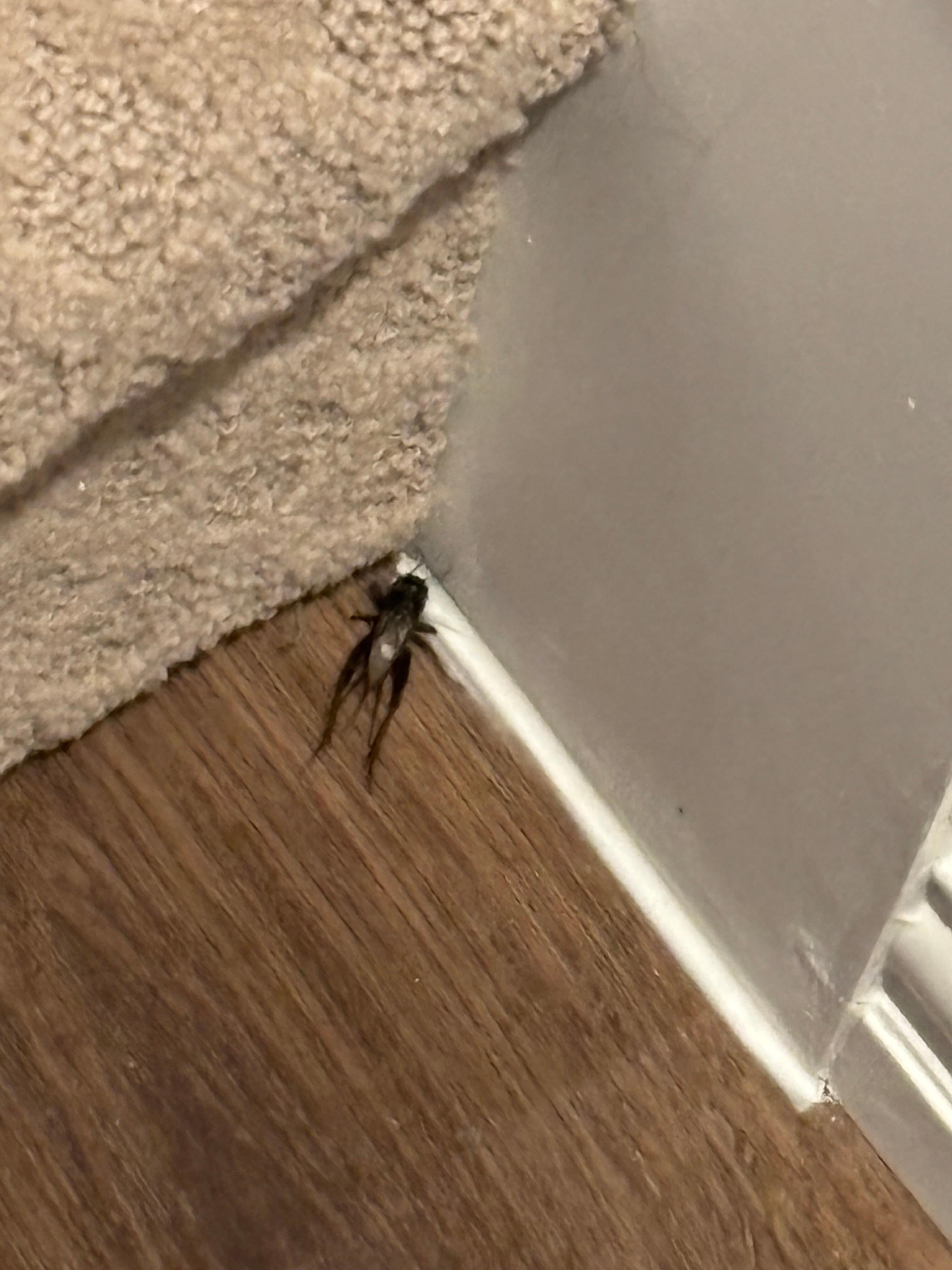 Non paying visitor