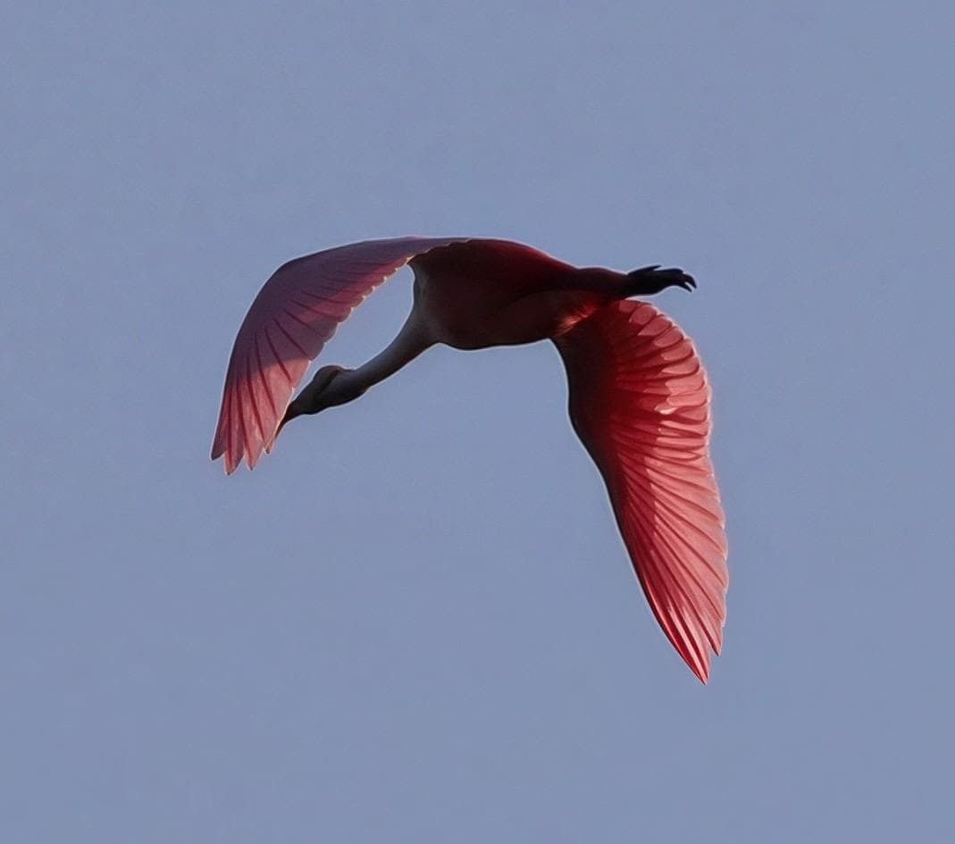 Roseate Spoonbill