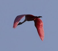 Roseate Spoonbill