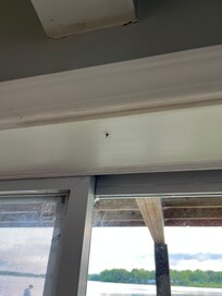 Bugs and live animal in ceiling.