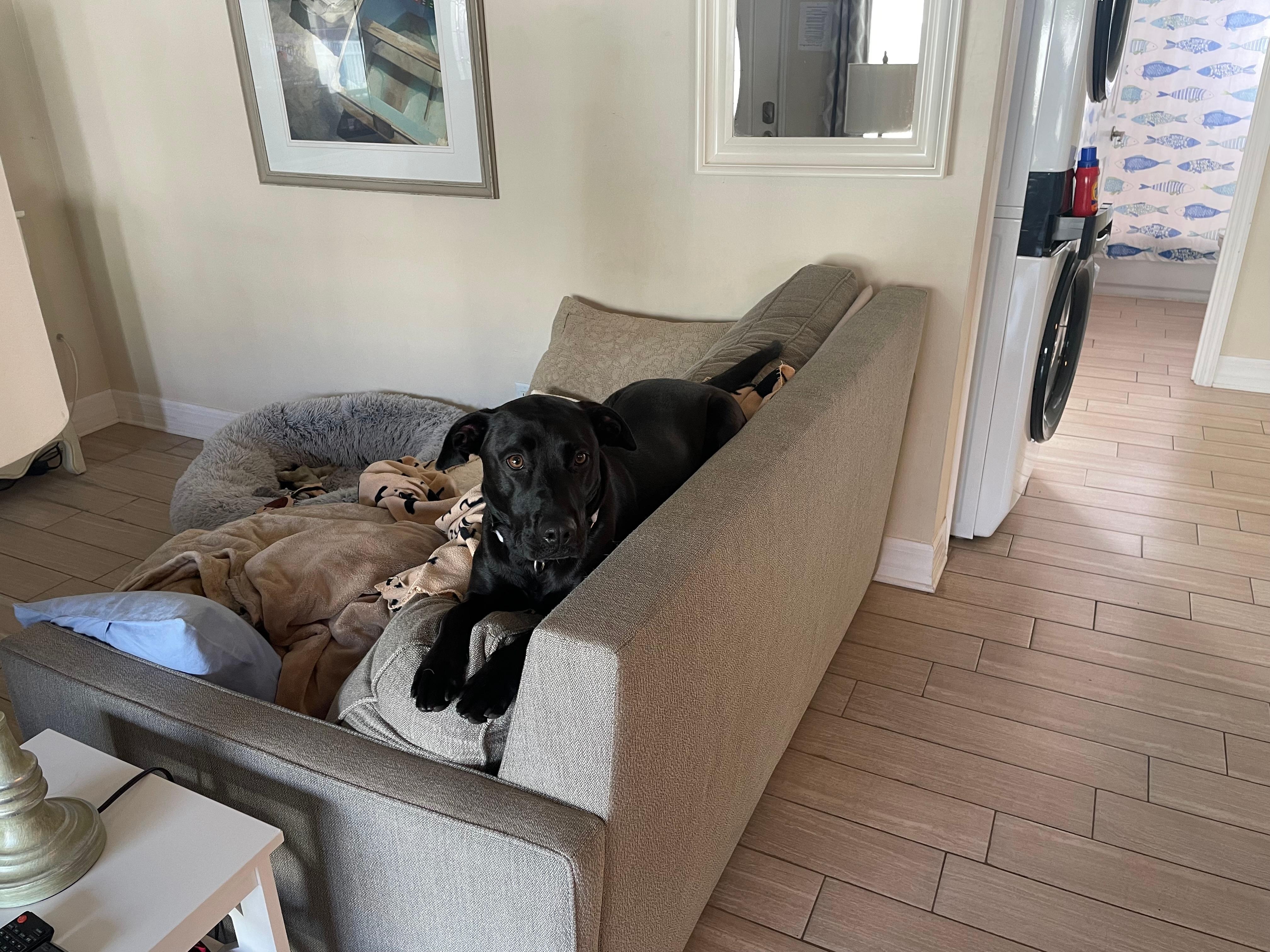 Carlie found her vacay perch -just like at home ;-) 