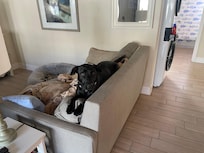 Carlie found her vacay perch -just like at home ;-)