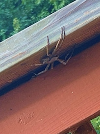 Spider we found on the same dock!