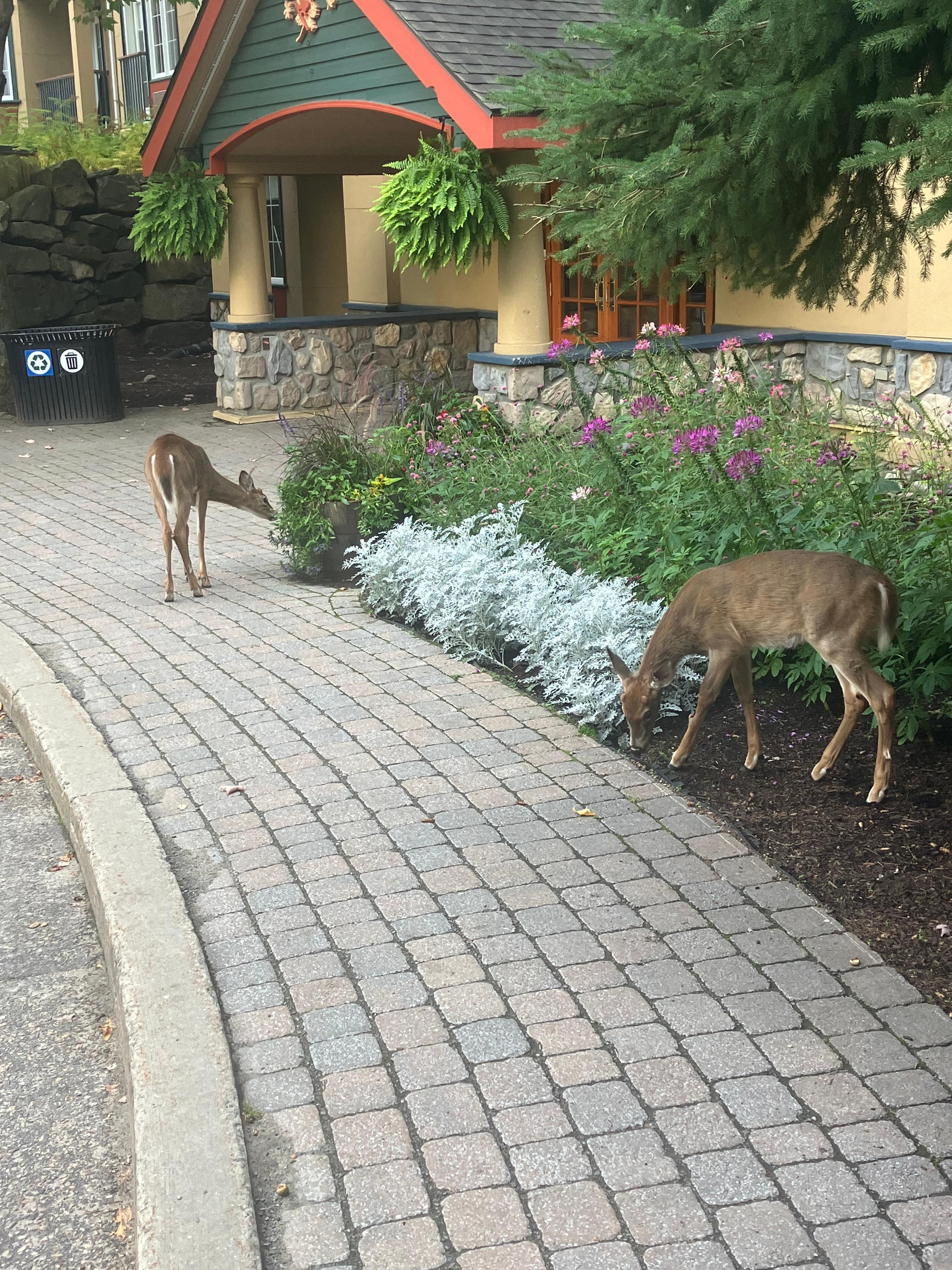 Deer outside the main entrance 