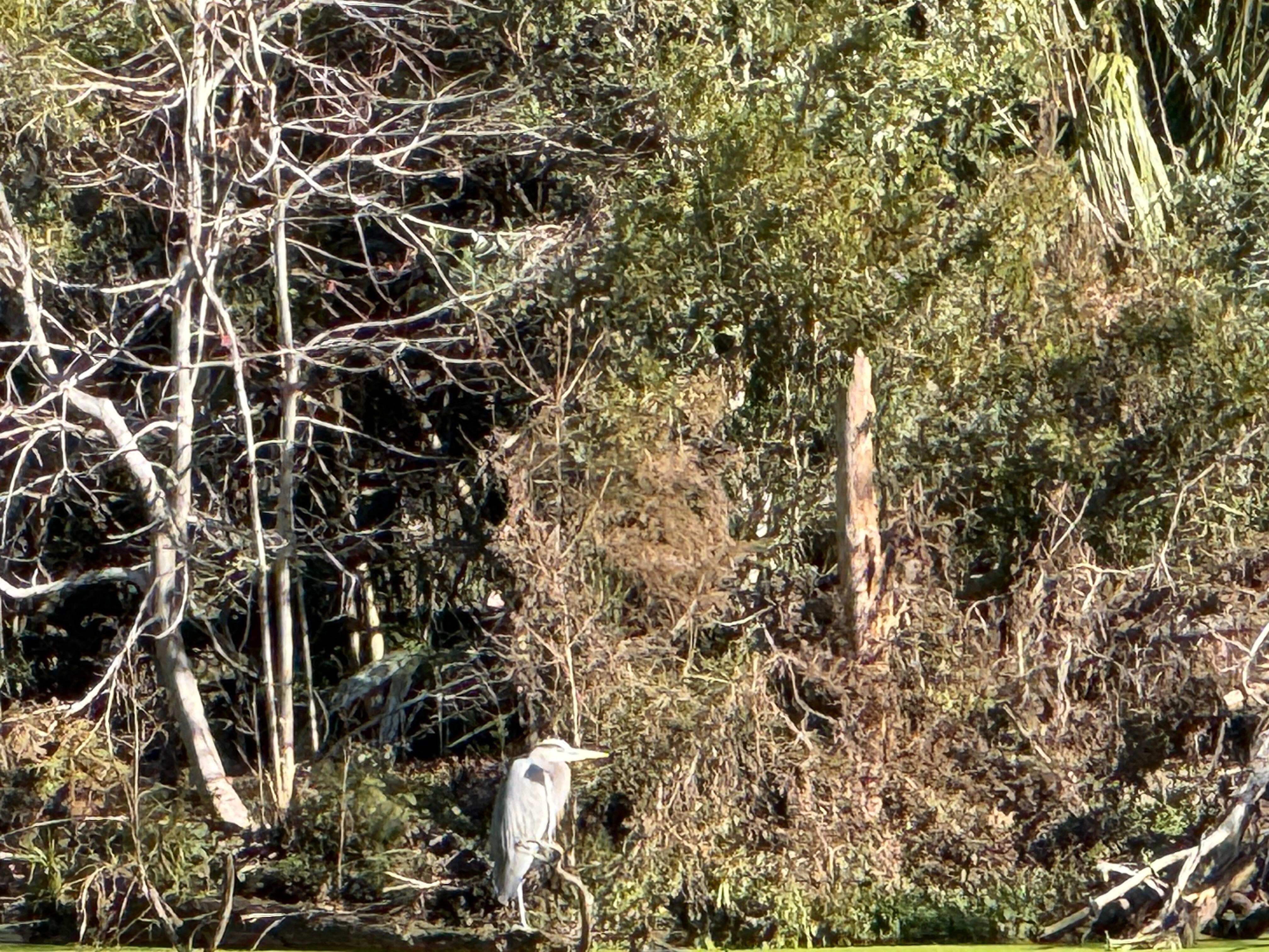 Nature at pickney preserve a great walkabout!
