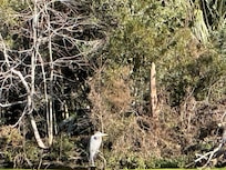Nature at pickney preserve a great walkabout!