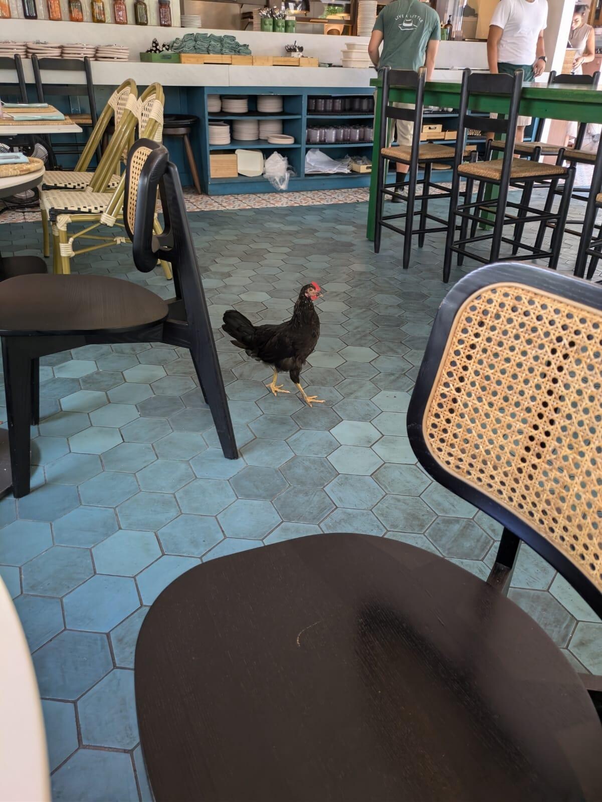 Lots of chickens roaming everywhere 
