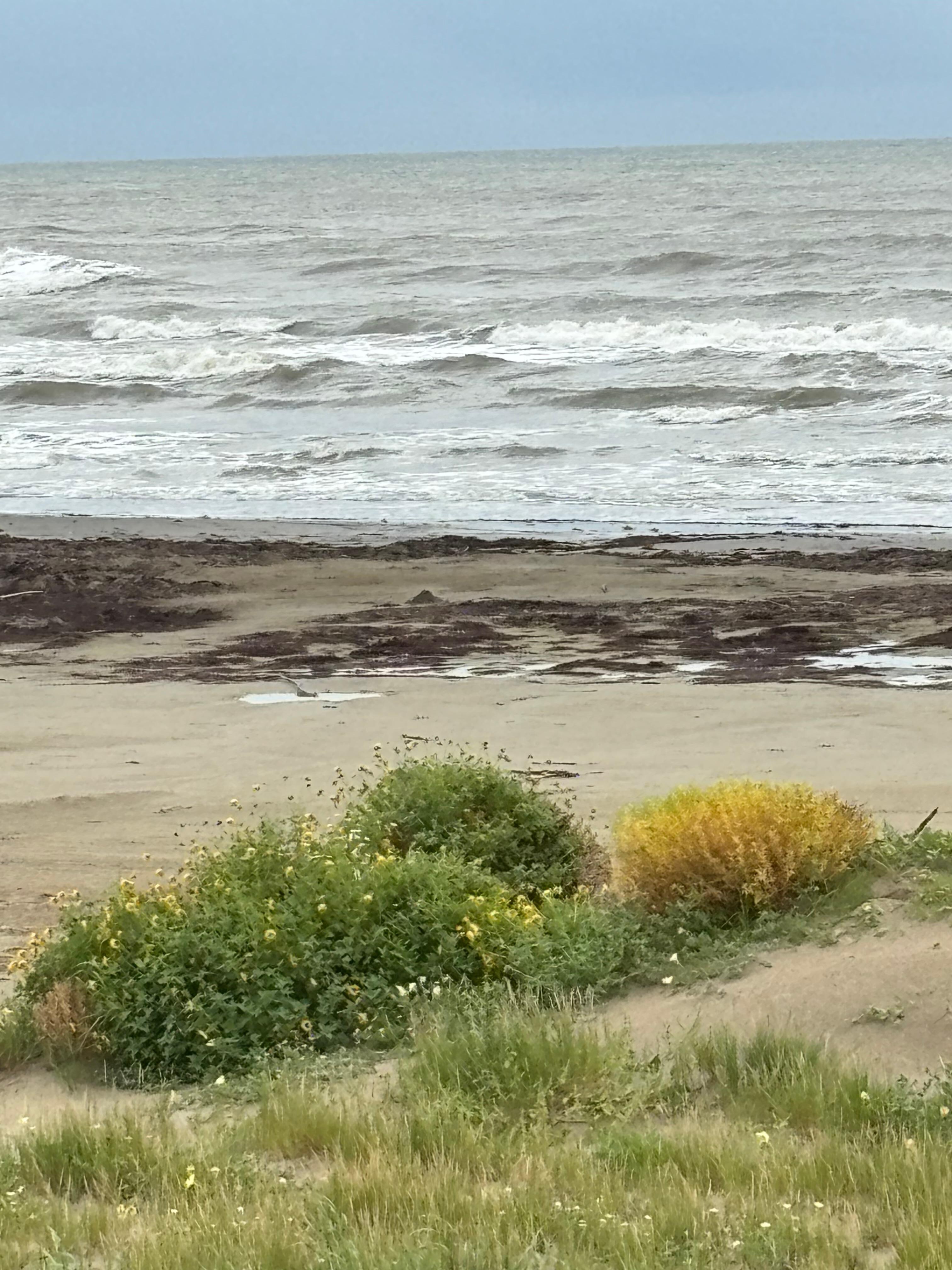 Natural dunes with wildlife (bunnies love the dunes and outdoor shower) we saw them every day.