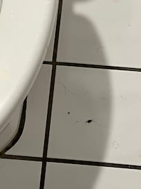 Roach 🪳 I killed