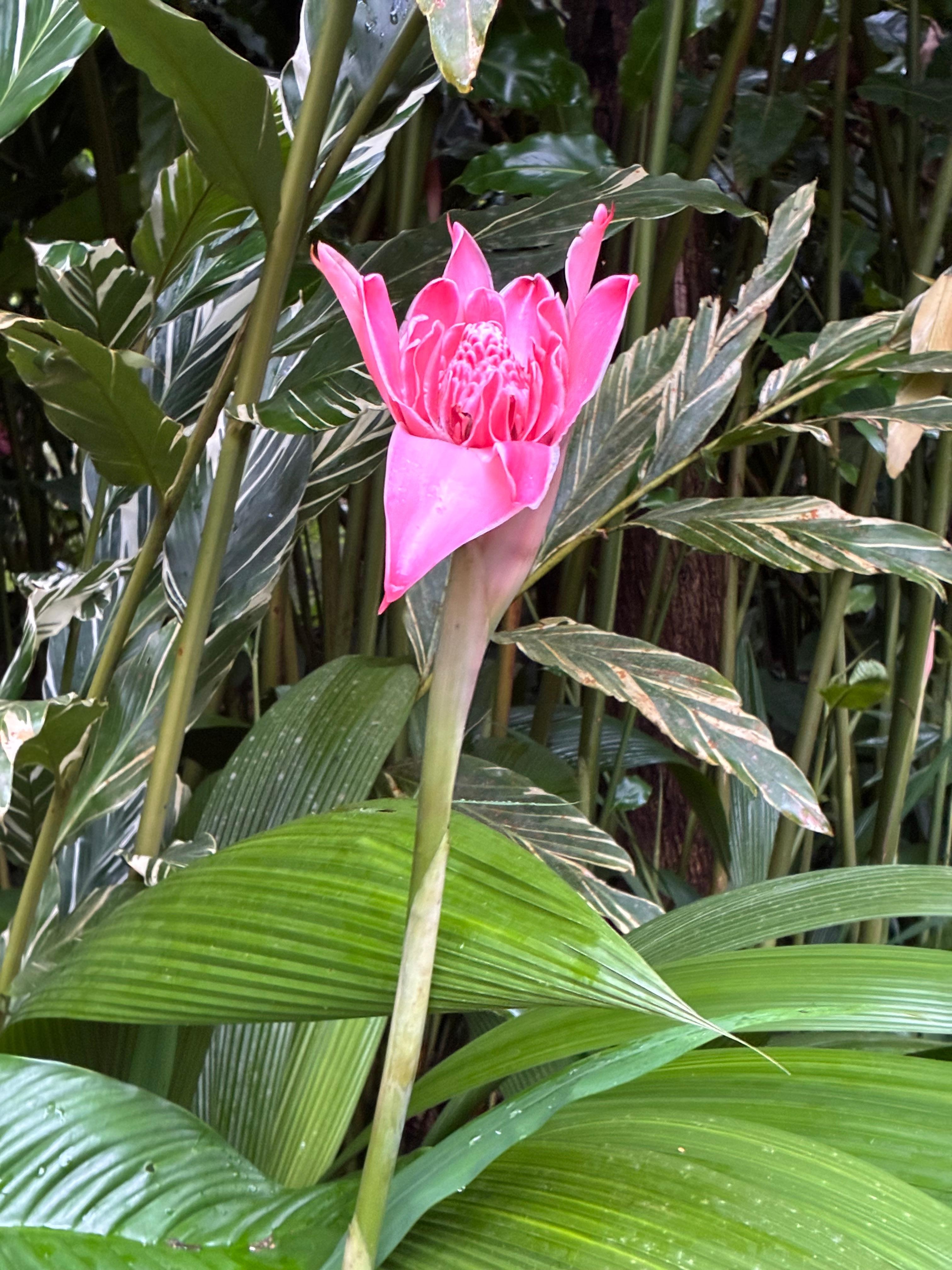 Beautiful flowers in front of of Spa 