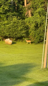 Looking out the upstairs bathroom window.