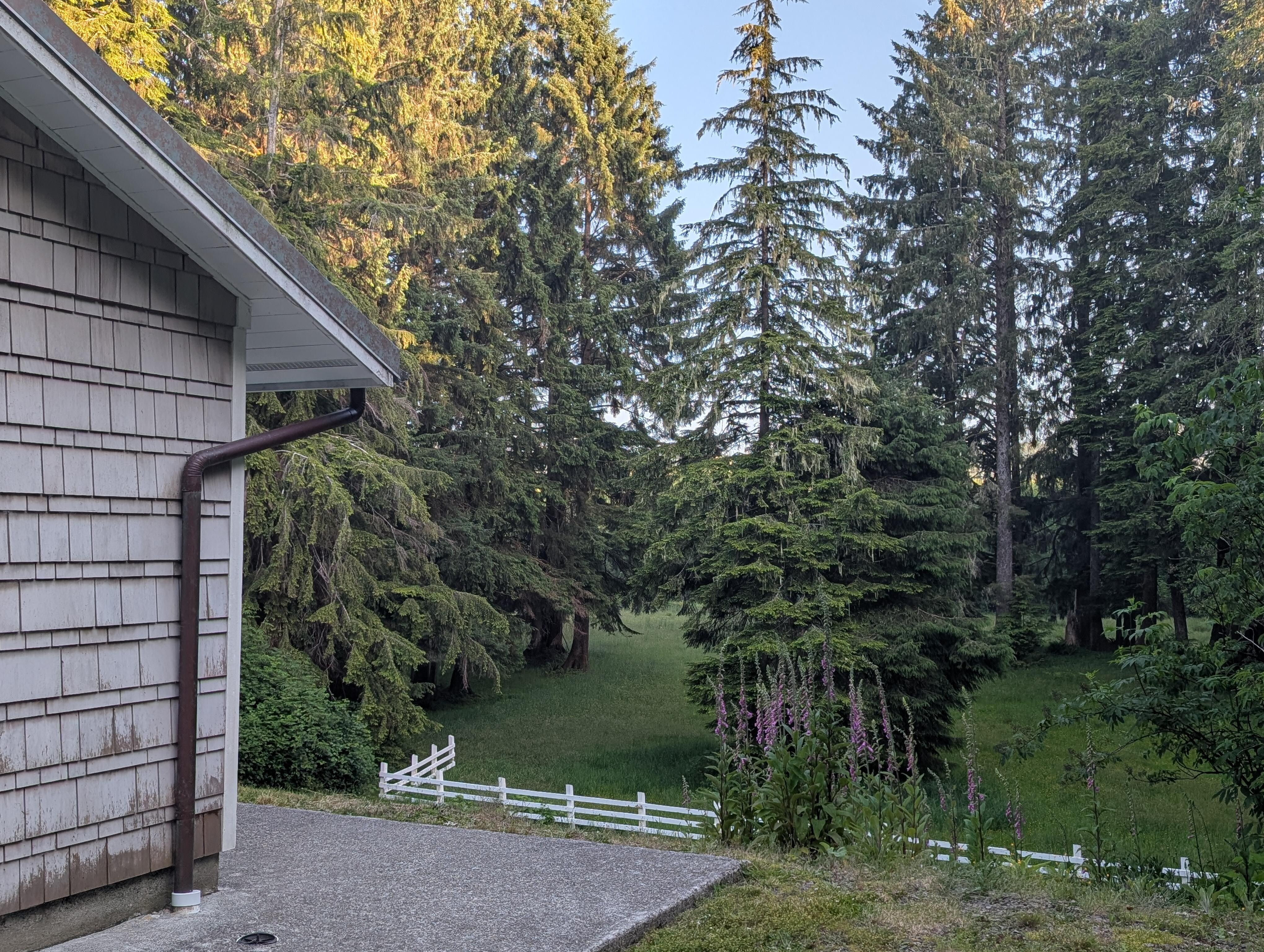 View of the backyard