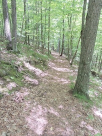 Hiking trails at Northern Highland American Lrgion State Firest