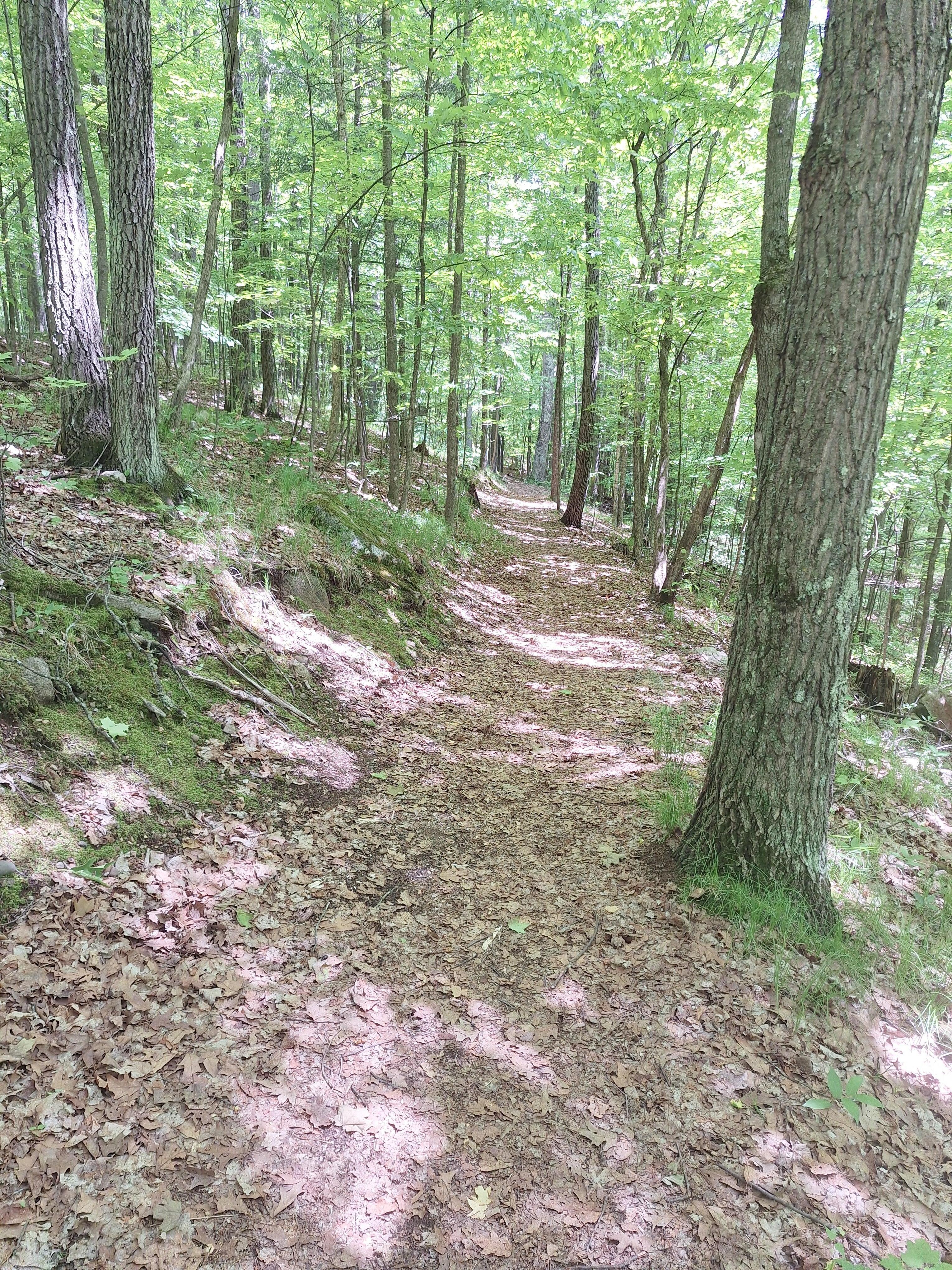 Hiking trails at Northern Highland American Lrgion State Firest