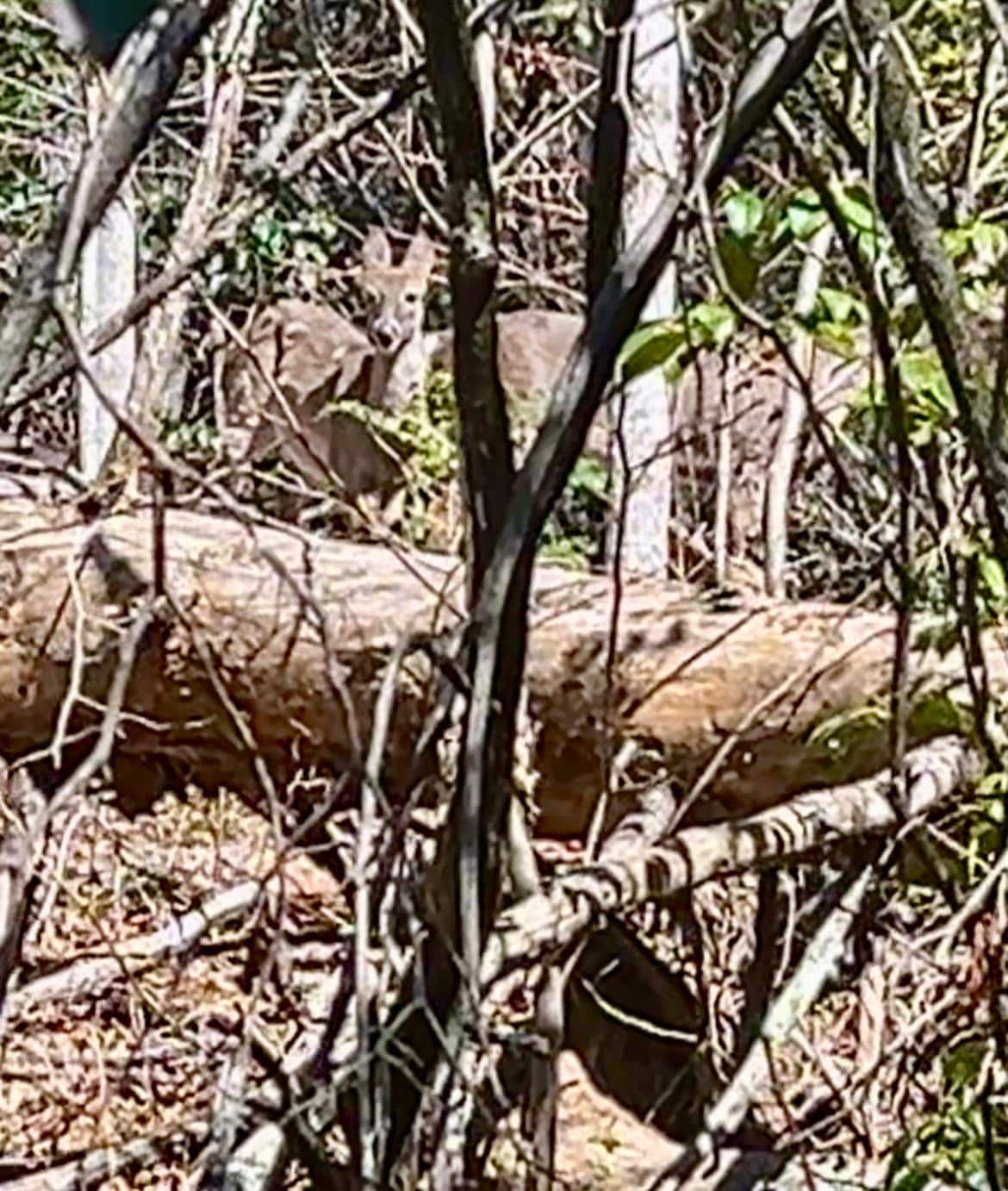 Friends <3 view from kitchen window 