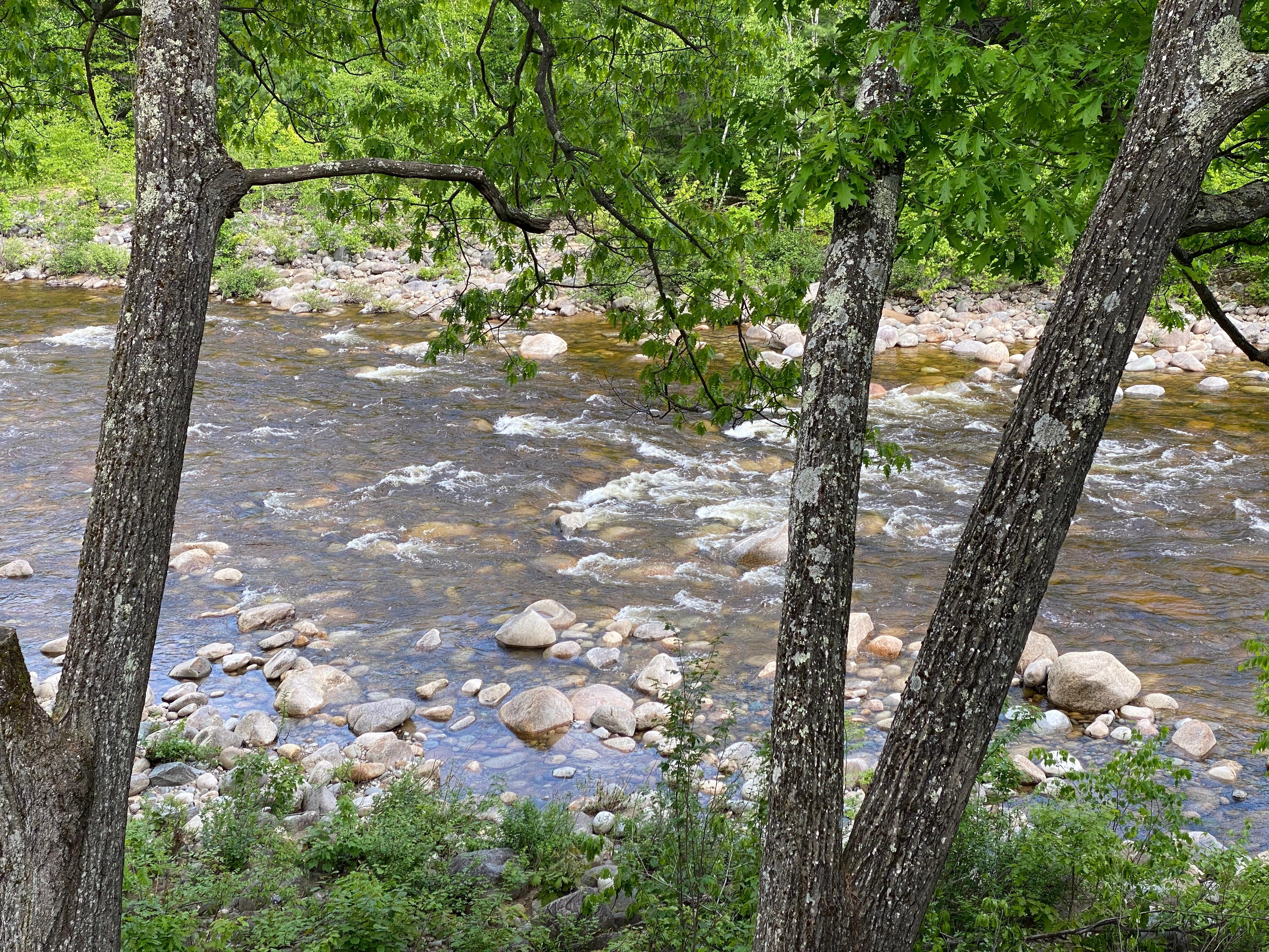 The lovely view from the deck.
We all loved listening to the sound of the River.