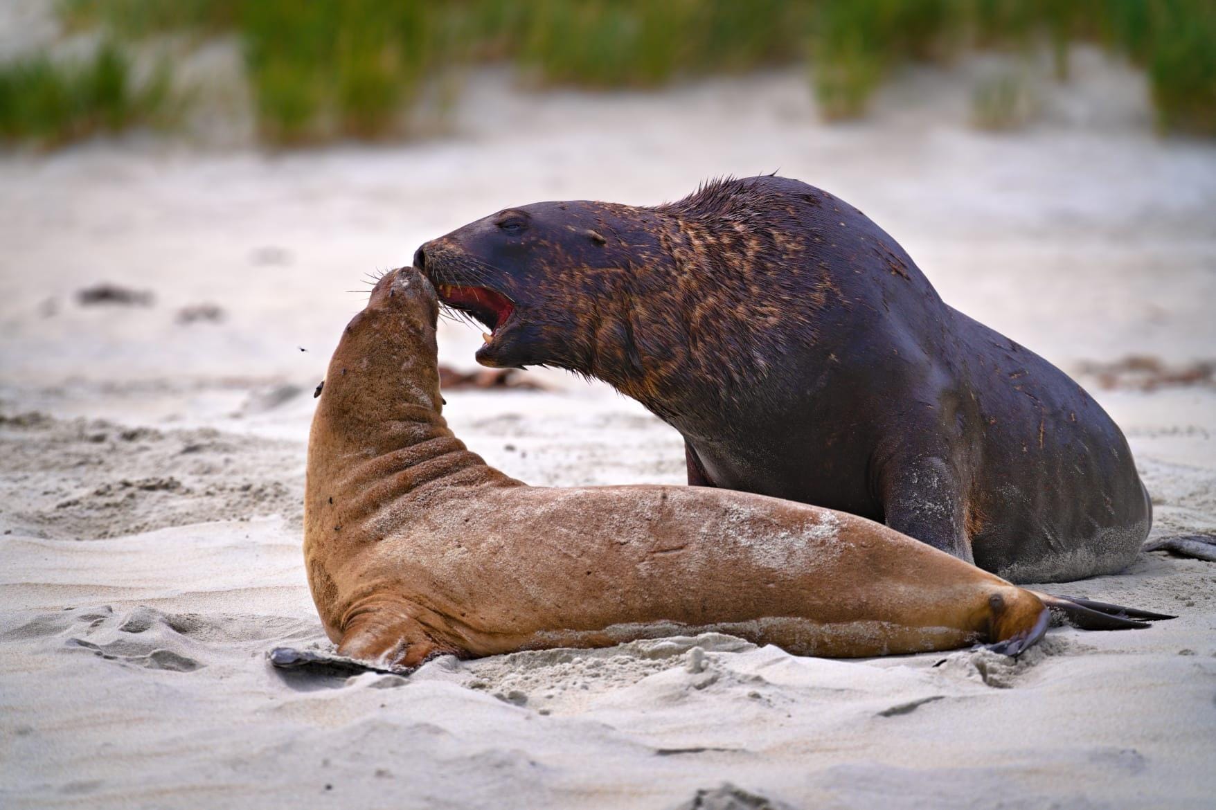 Seelöwen am Sandfly Beach