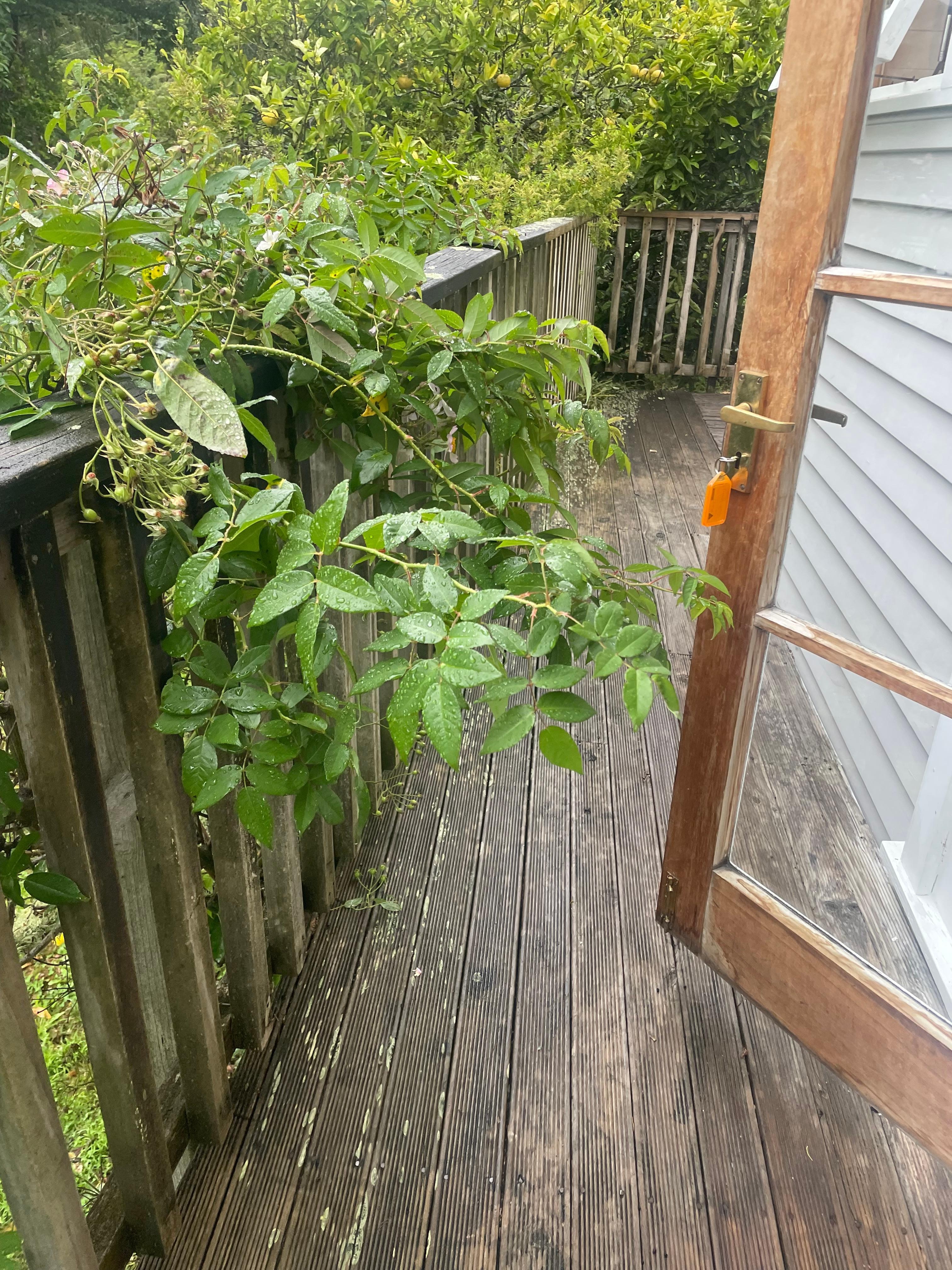 Overgrown around the decking